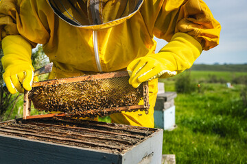 Apicultor con panal de abejas en las manos, trabajando a luz del dia.  - obrazy, fototapety, plakaty