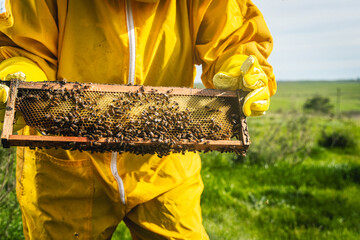 Detalle de cuadro de abeja en manos de apicultor a luz del dia. - obrazy, fototapety, plakaty