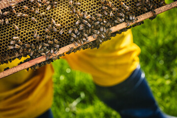 Abejas en panal en las manos de un apicultor a luz del dia.