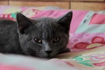 cat on a bed, Pet gray kitten lies on a pink blanket