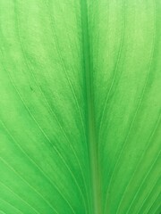 Looking under the green leaves see the fibers of the leaves