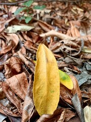 Yellow leaves falling under the tree, in summer.