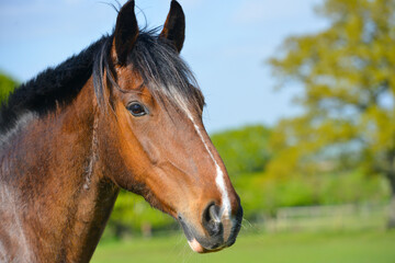 Head shot of  beautiful  bay mare standing  looking towards the camera outdoors on a sunny day.