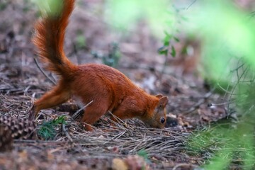 Sciurus vulgaris. Eurasian red squirrel eating a hazelnut.