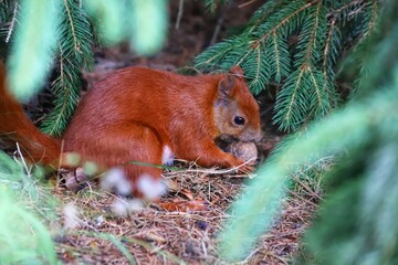 Sciurus vulgaris. Eurasian red squirrel eating a hazelnut.