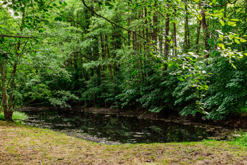 Idilische Wasseransammlung im Wald