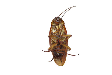 Cockroaches of dead with insecticides isolated on transparent background png file