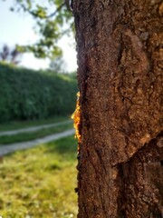 Resin illuminated by golden sun.