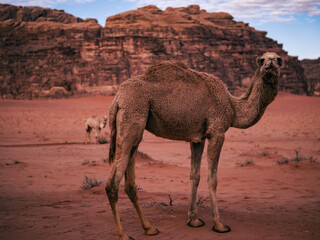 camel in the desert