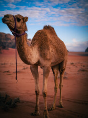 camel in the desert
