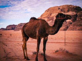 camel in the desert