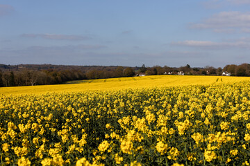 Rapeseed (Brassica napus) flowering in the East Sussex countryside near Birch Grove