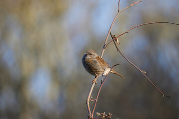 Hedge Accentor perched on a branch in Sussex