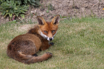 Close-up of a Red Fox, Vulpes vulpes, in an English garden