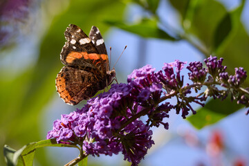Red Admiral, Vanessa atalanta, feeding on a Buddleia