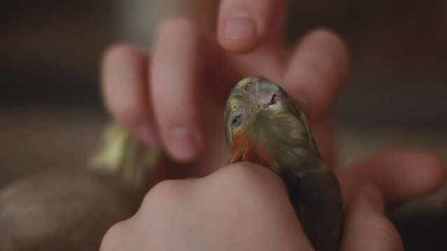 Man petting a tame parrot close-up in an apartment