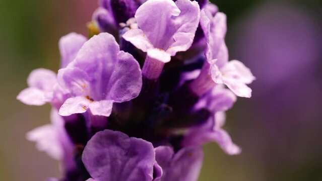 Lavender purple flower petals in full bloom macro close up shot 