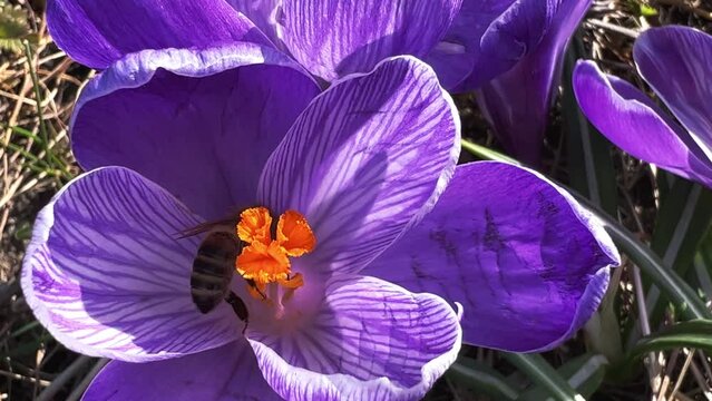 Bee collecting nectar on a purple saffron crocus, also called crocus vernus or Krokus. Sunny Spring Day