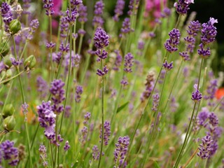 Lavender purple flowers in full bloom in summer 