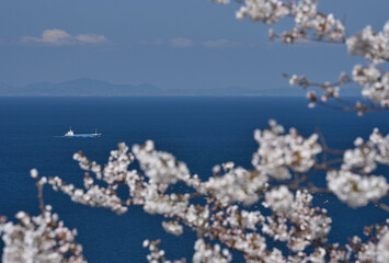 島根半島の桜