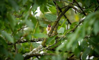 Bird behind branches in Forest