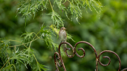 Bird on rusty chair