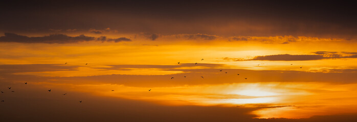 Panoramic view of golden sunset sky with a flock of birds. Black silhouette flock of birds at yellow sunset
