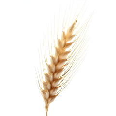 Ear of wheat spikelet isolated on transparent or white background Generative AI