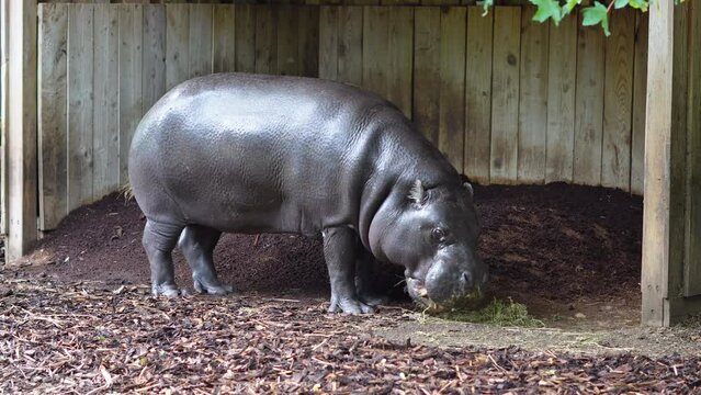 hyppo walking in the zoo.