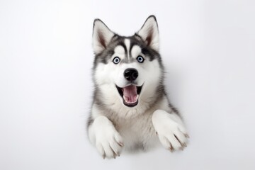Cute Siberian Husky Sitting on White, A Playfully Surreal Photography of Emotive Faces, Generative AI