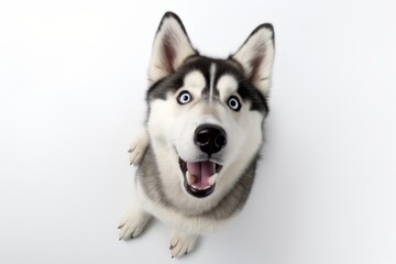 Fototapeta premium Cute Siberian Husky Sitting on White, A Playfully Surreal Photography of Emotive Faces, Generative AI
