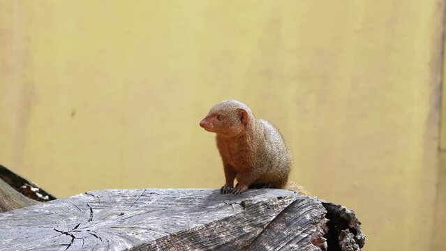 zoo,  nature reserve,  skukuza,  india,  asian mongoose,  southern africa,  savuti,  botswana,  african,  carnivore,  wild,  animal,  nature,  wildlife,  mammal,  mongoose,  predator,  galerella sangu