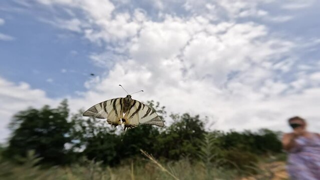 Iphiclides podalirius flies among nature