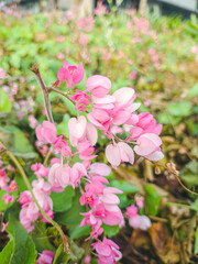 Mexican creeper or Antigonon leptopus chain of love or confederate vine or queens wreath is a species of perennial vine in the buckwheat family commonly known as coral vine or queen's wreath