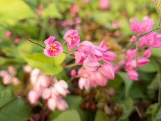 Mexican creeper or Antigonon leptopus chain of love or confederate vine or queens wreath is a species of perennial vine in the buckwheat family commonly known as coral vine or queen's wreath