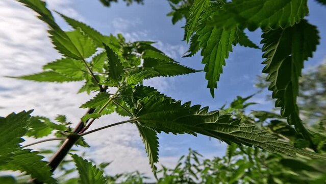Macro movement between green nettle plants