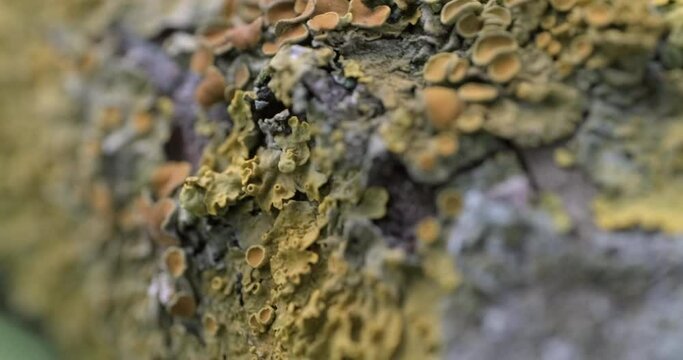 Tree branch covered with yellow lichen. Slow motion close up handheld shot, shallow depth of field, natural lighting, cloudy summer day afternoon