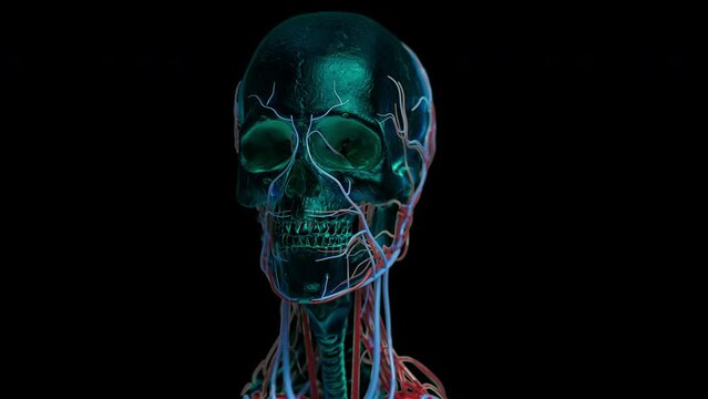 3d animation of nerves and veins on the facial skull X-ray style.
veins and arteries around Human head skull.