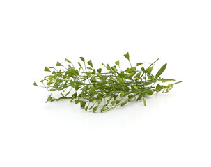 A bunch of shepherd's purse.