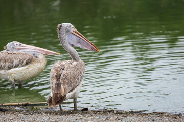 The great pelican bird is rest near the river