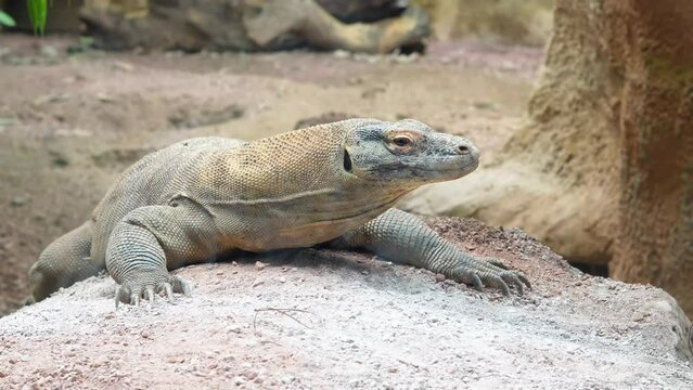 reptile laying on the stone in the zoo,varan. High quality photo