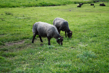 The Zwartbles is a large breed of domestic sheep.