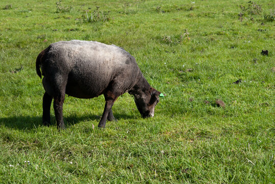 The Zwartbles is a large breed of domestic sheep.