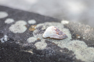 Sea shells of various types on top of a stone with fungi, natural light