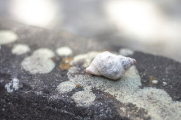 Sea shells of various types on top of a stone with fungi, natural light