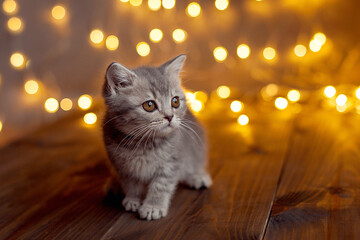 Portrait of beautiful fluffy striped tabby kitten. Little curious kitten  © lavju83