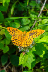 paillon jaune orange et noir sur une fleur, Arguynnis paphia