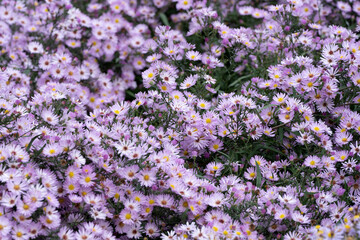 Growing beautiful Aster alpinus, dwarf pink alpine aster flowers richly blooming in the flowerbed in autumn, full frame