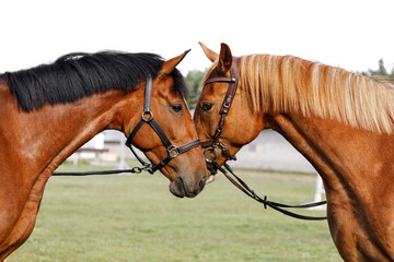 Obraz premium Two red-brown horses opposite each other