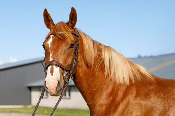 Fototapeta premium The muzzle of a young red horse with a beautiful mane and bridle